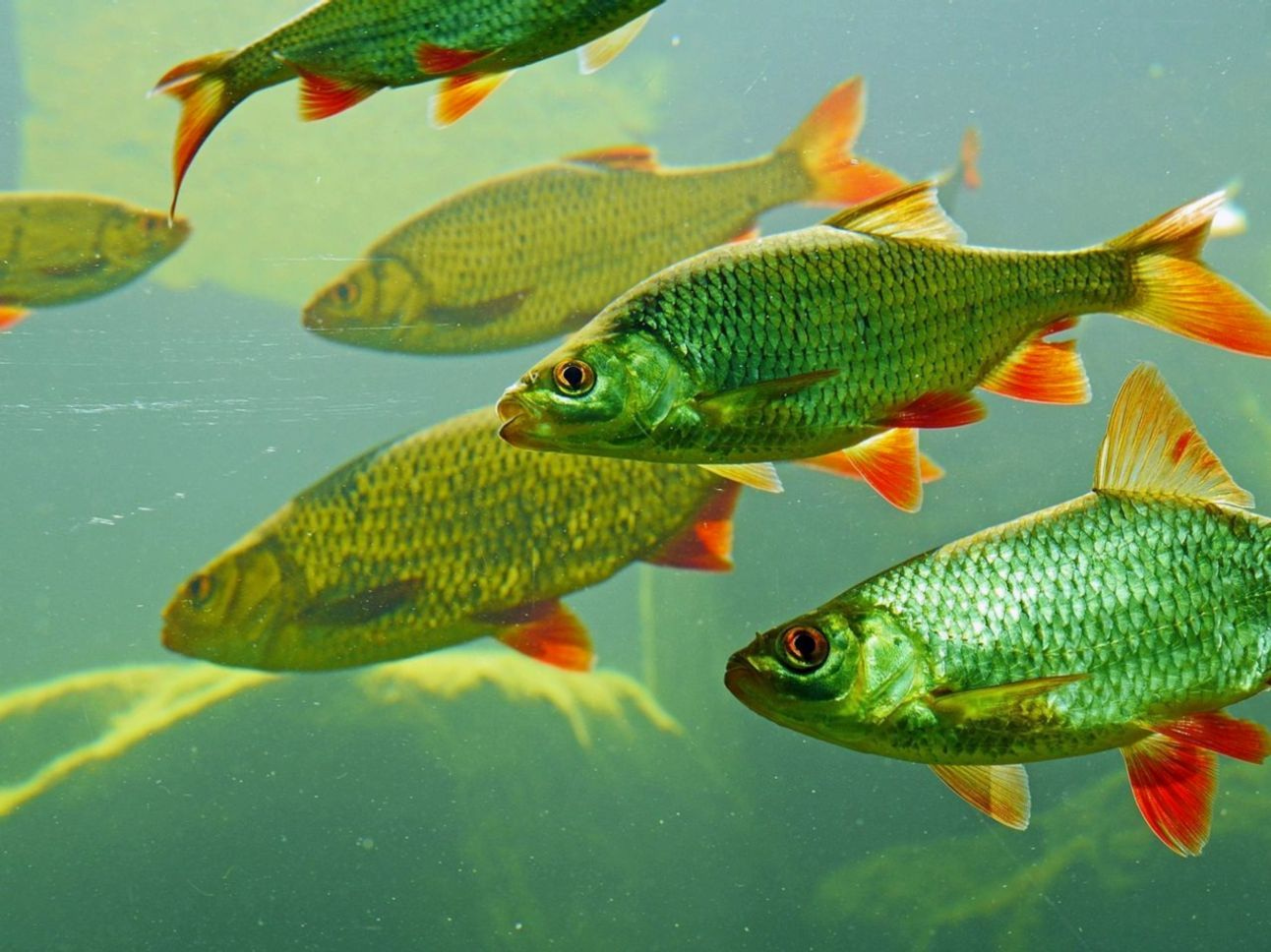 Tackle Organization for Fresh Water Angling